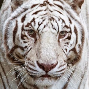 Meet your Posher, Loyda